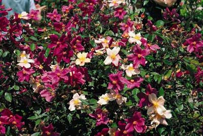 Mutabilis Rose