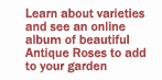 Antique Rose Album