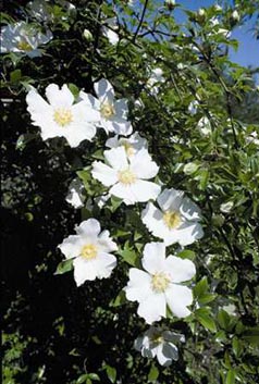 Cherokee Rose