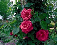 Zephirine Drouhin